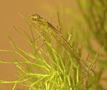 Enallagma cardenium, nymph